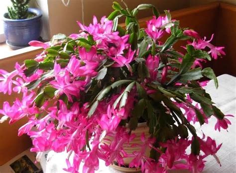 LEAF JIBON, Good Looking Indoor Pink ZygoCactus "Christmas Cactus ...