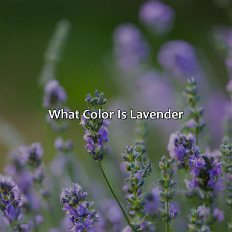 What Color Is Lavender Green at Patricia Sheffield blog