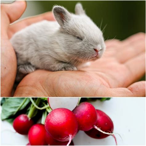 Can Rabbits Eat Radishes? - Everything Bunnies