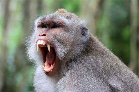 Mum's warning as daughter has to get rabies jab in neck after Bali ...