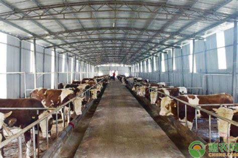泰国养牛场养牛场 奶牛场 库存照片. 图片 包括有 贝蒂, 农田, 国内, 商业, 茴香, 牛棚, 题头 - 170585190