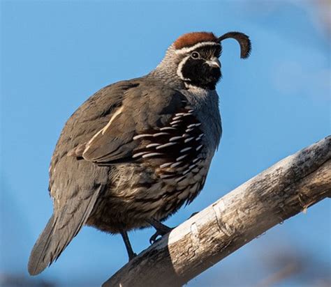Gambel's Quail - Zion National Park (U.S. National Park Service)