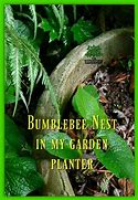 Image result for Bumblebee Nest