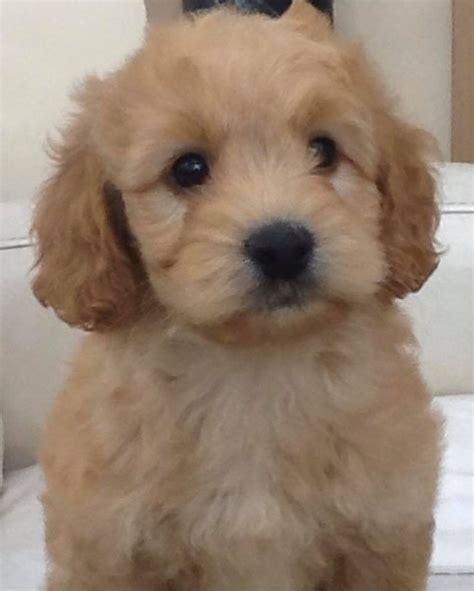 Image result for Cockapoo for Sale Cork