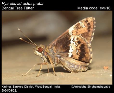 Hyarotis adrastus | Butterfly