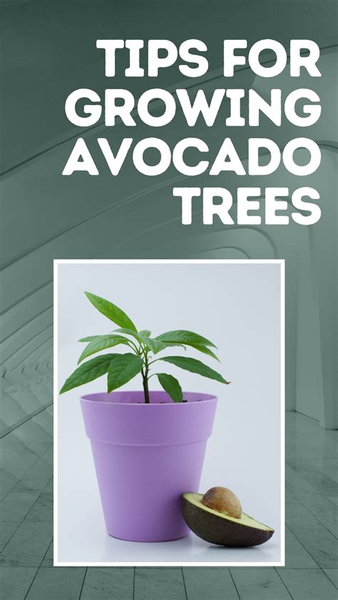 How to grow hass avocado from seed – Artofit