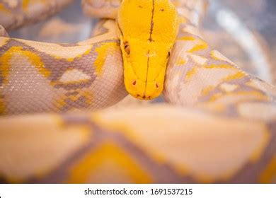 Image result for Big Yellow Snake Python