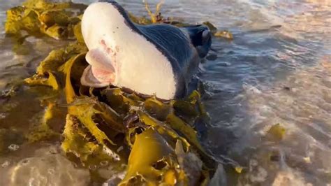 Image result for Alien Creature Bondi