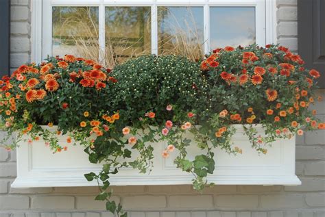 Window Box Planting Ideas Flowers