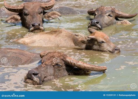 Group of buffalo stock image. Image of mammal, horn, wild - 15359131