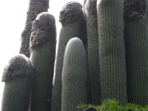 Cephalocereus senilis