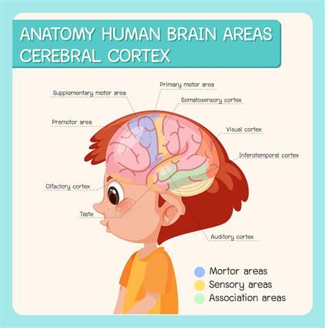 Anatomy human brain areas cerebral cortex with label | Premium Vector