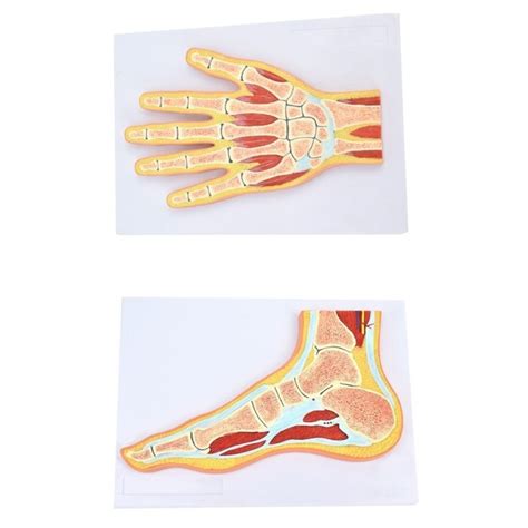 Jual Manusia Tangan Kerangka Kaki Otot Penampang Model Anatomi Ilmu ...