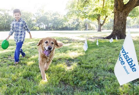 Image result for Invisible Fence Training Tutorial