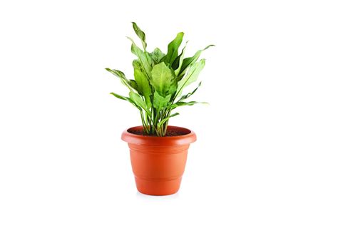 Siva Naturals Plastic Flower Pot Plant Container Set,Pack of 5 ...