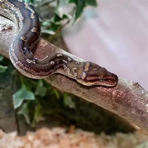 Image result for Angolan Python Care