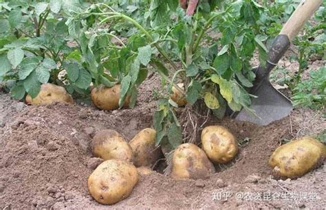 土豆用什么肥料作底肥？底肥用哪种肥料有膨大效果？ - 知乎