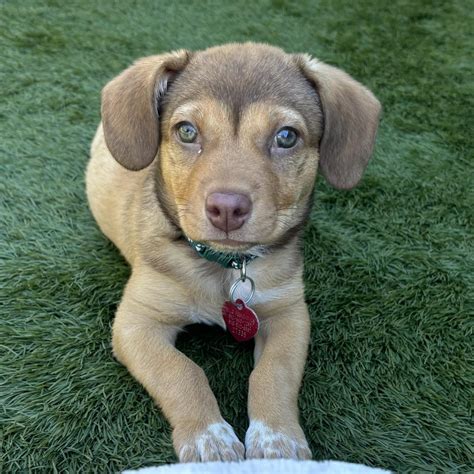 Working Copy - Dogs for Adoption