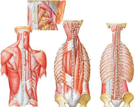 Back Muscles 的图像结果