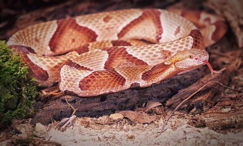 When Does Baby Copperhead Season Start? - A-Z Animals