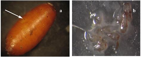 Superparasitism in the Fruit Fly Parasitoid Diachasmimorpha ...