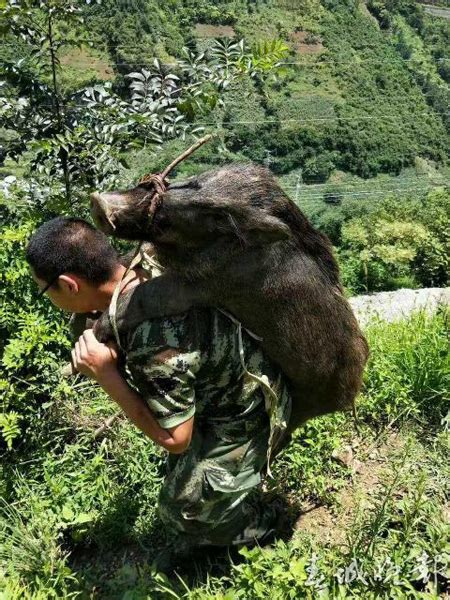 云南鲁甸1500头野猪泛滥成灾 聘请专业猎捕队上山捕杀