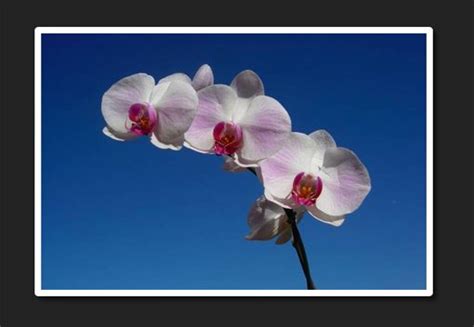 Image result for Image Swap Animation JavaScript