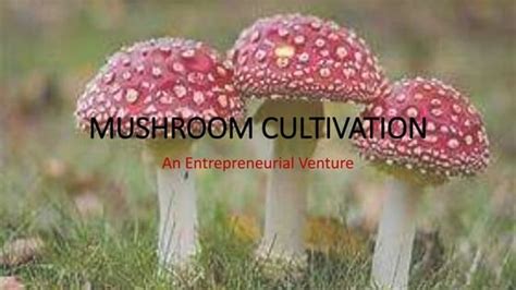 Image result for FM Script