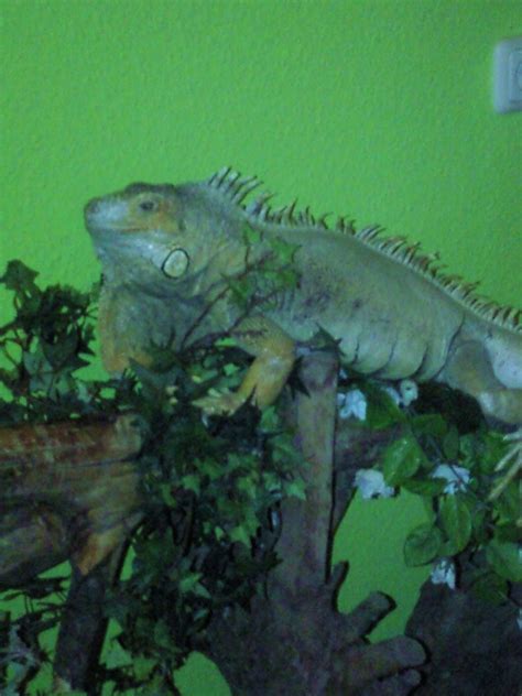 Tiere Kleinanzeigen Rostock Anzeigenmarkt Rostock