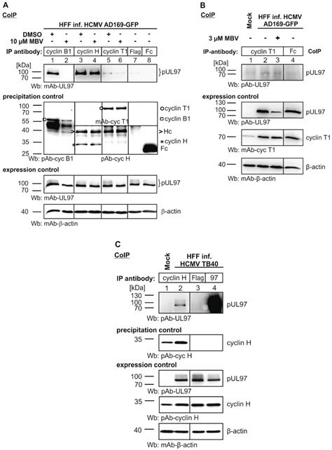 Proteomic Interaction Patterns between Human Cyclins, the Cyclin ...