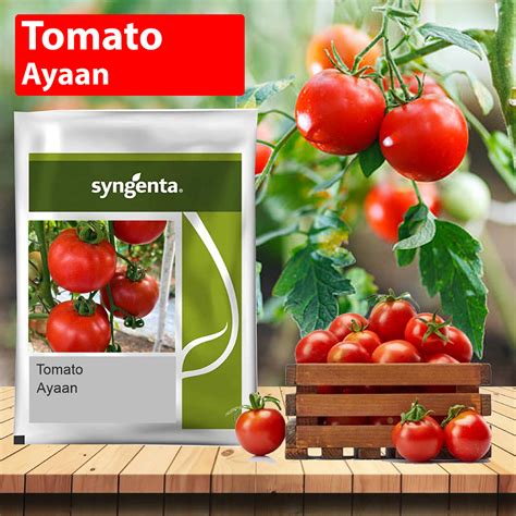 Syngenta Ayaan Tomato Seeds – Agriplex