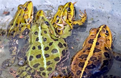 Image result for Frog Splits Stretch Tutorial