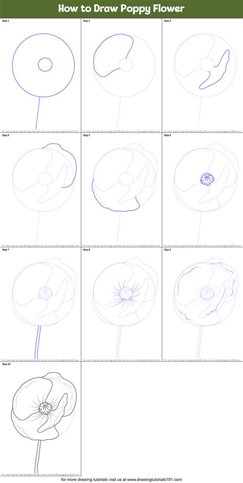 How to Draw Poppy Flower (Poppy) Step by Step | DrawingTutorials101.com