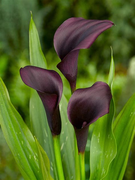 Buy Breathtaking & Spectacular Black Calla Lily Odessa Bulb, , Root ...