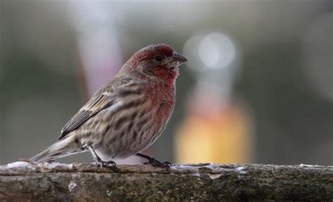 11 Types of Finches in North America (with Pictures) (2026)