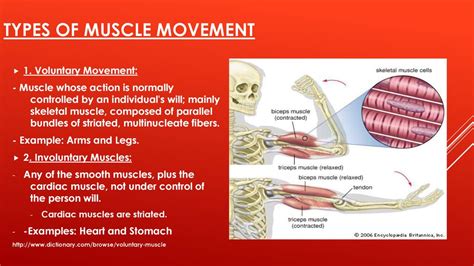 Image result for Muscle Movement Types