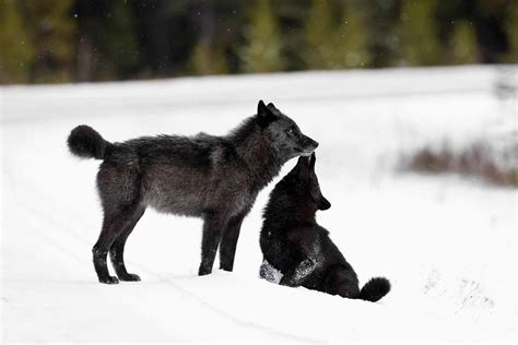 Image result for Prey vs.Predator