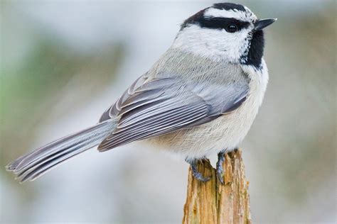Bird That Looks Like A Chickadee