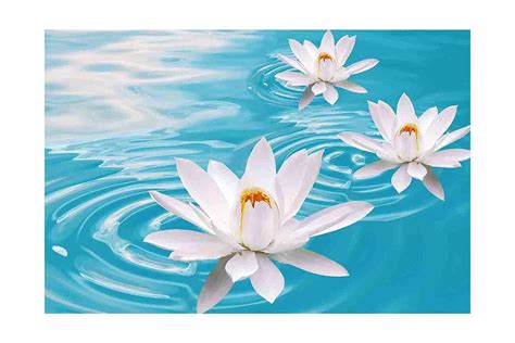 Flower Sticker Wall Poster |White Lotus Sticker Poster |Sticker Poster ...