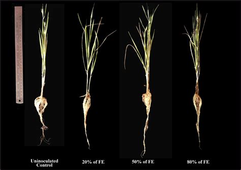 Plant growth-promoting potential of Diaporthe osmanthi COFS1, an ...