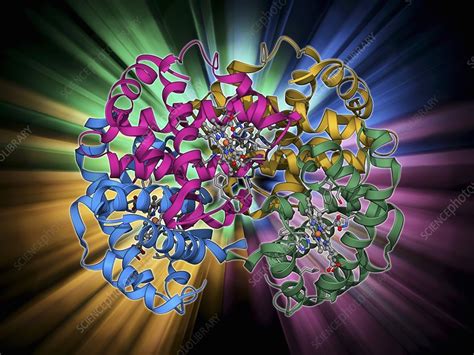 Image result for Haemoglobin PyMOL