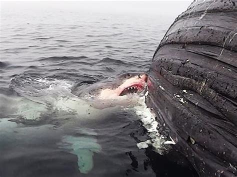 Shark About To Eat Fish