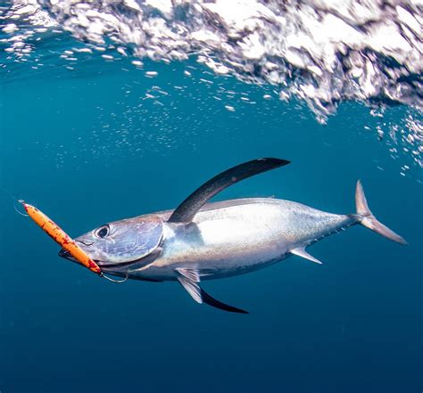 Albacore Tuna - Tuna Champions