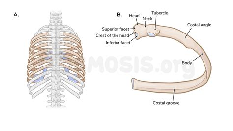Vertebrosternal Definition Medical