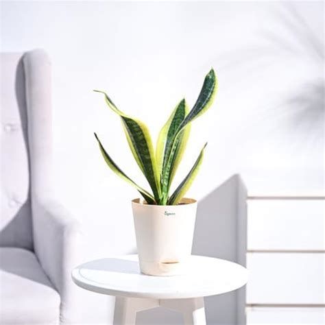 Ugaoo Sansevieria Golden Hahnii Snake Plant With Self Watering Pot ...