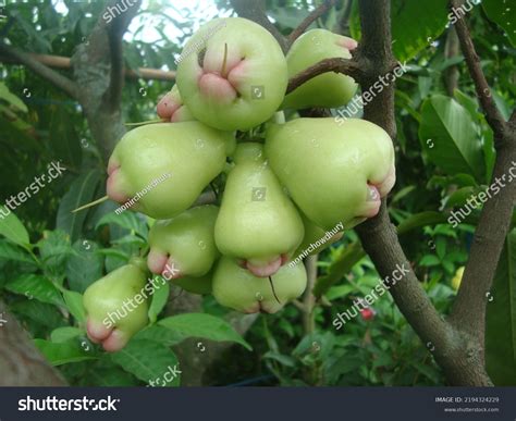 Star Apple Fruits Bangladesh Stock Photo 2194324229 | Shutterstock