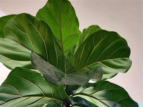 How to Propagate Fiddle Leaf Fig: Step-By-Step (With Pictures)