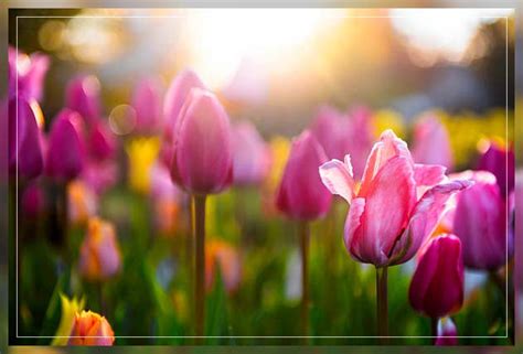 Spring Flowering 的图像结果