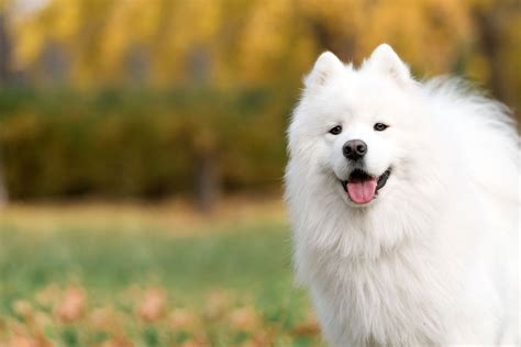 Know The Most Expensive Breeds Of Dogs | Pets Nurturing
