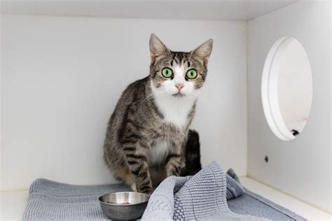 Meet the Outer Banks SPCA Pet of the Week, Aria | Island Free Press